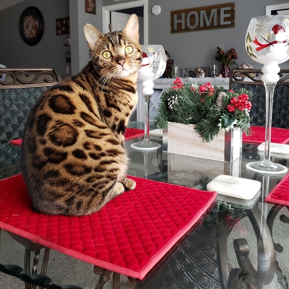 😻 "Like" Bookmark my page here 😻 - Picture 3 of 8